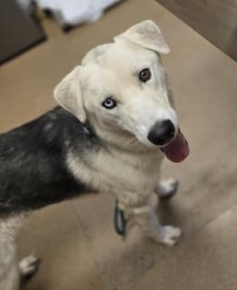 Little John, a Husky (mix breed), available for adoption