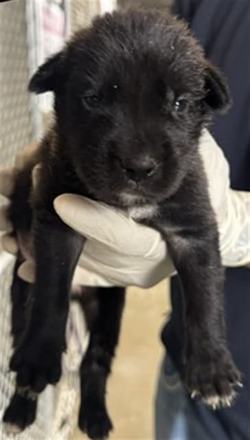 A034605, a Terrier, available for adoption