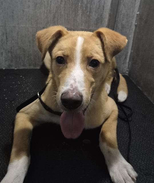 Pete, a Retriever, available for adoption