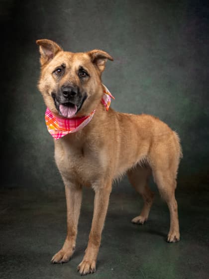 Malia, a Labrador Retriever, available for adoption