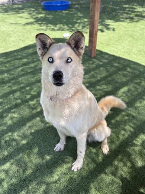 Keyto, a Siberian Husky, available for adoption