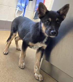 Phil, a Australian Kelpie (mix breed), available for adoption