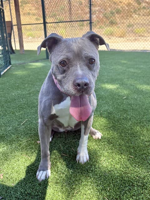 Papi, a Pit Bull Terrier, available for adoption