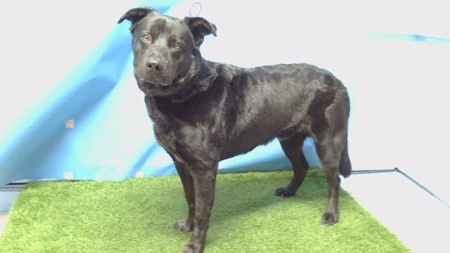 Gotham, a Labrador Retriever, available for adoption