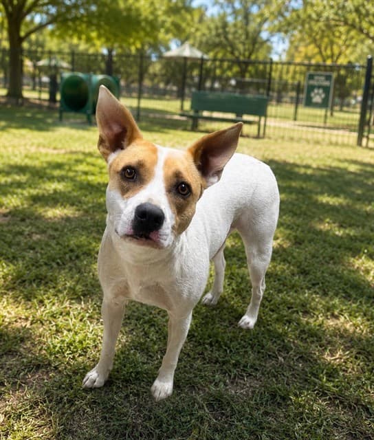 Mogway, a Pit Bull Terrier, available for adoption