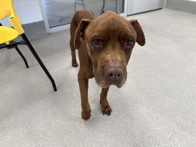 T Rex, a Pit Bull Terrier (mix breed), available for adoption