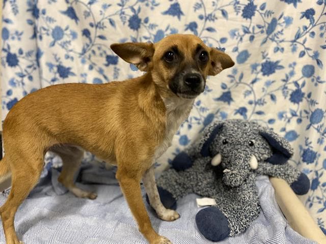 Celery, a Chihuahua, available for adoption