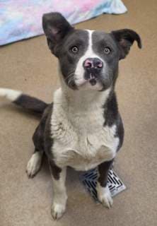 Farley, a Shepherd (mix breed), available for adoption