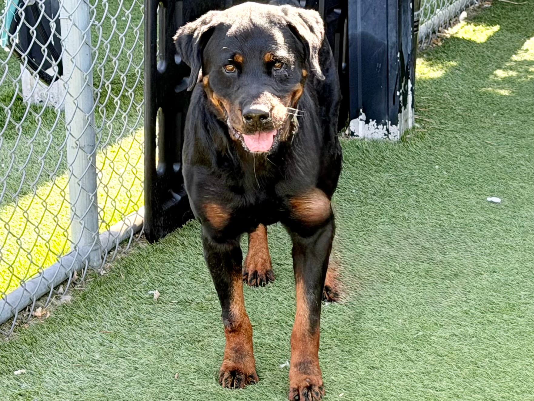 Shadow, a Rottweiler, available for adoption