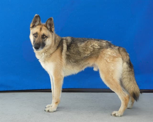 Axel, a German Shepherd, available for adoption