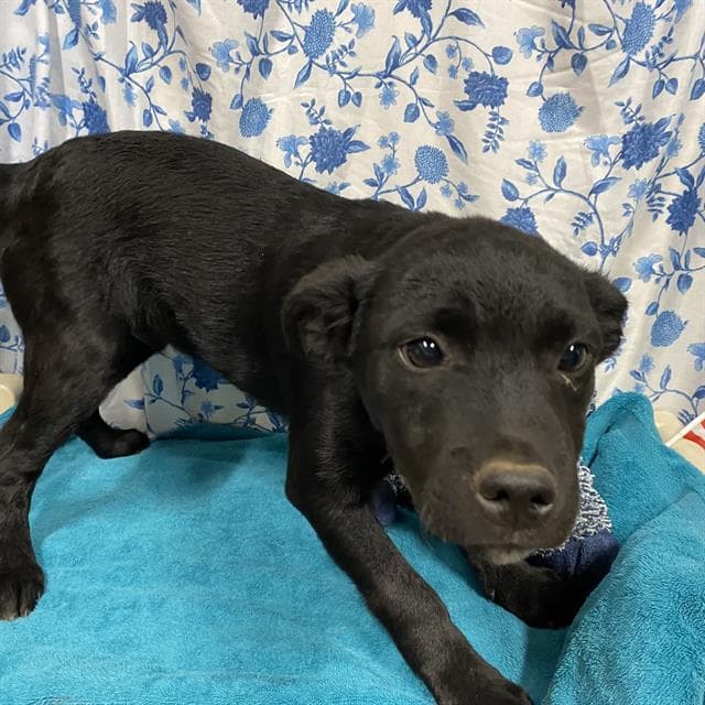 Gemini, a Border Collie, available for adoption