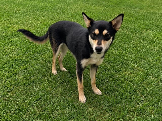 Cassie, a German Shepherd, available for adoption