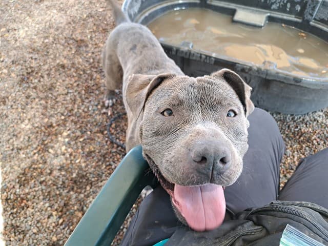 Hunny, a Pit Bull Terrier, available for adoption