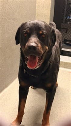 Cofi, a Rottweiler, available for adoption