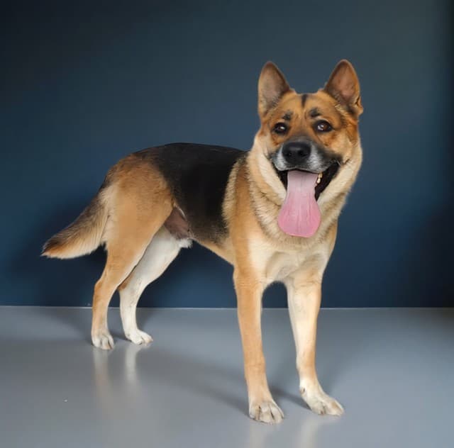 Rocky, a German Shepherd, available for adoption