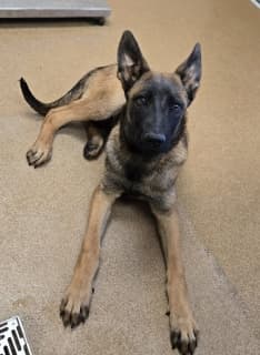 Sunny D, a Belgian Shepherd Malinois, available for adoption