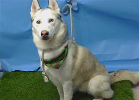 Ray, a Siberian Husky, available for adoption