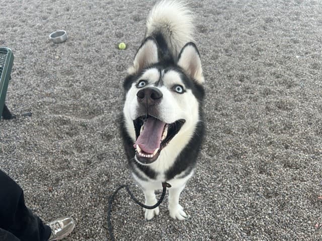 Stanley, a Siberian Husky, available for adoption