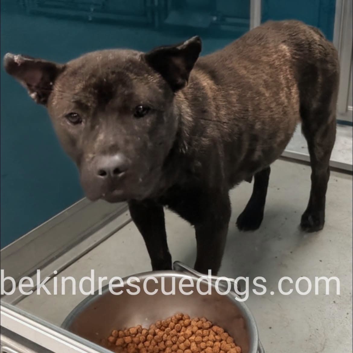 A477944, a Chow Chow, available for adoption