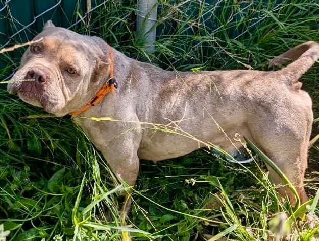 Steve, a Pit Bull Terrier, available for adoption