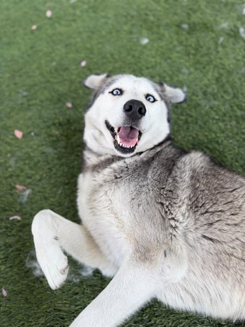 Heidi, a Siberian Husky, available for adoption