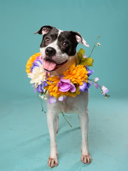 Diamond12, a Terrier, available for adoption