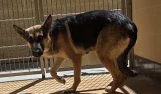 Rio, a German Shepherd (mix breed), available for adoption