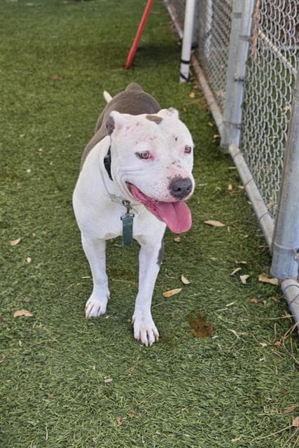 Ruffles, a Pit Bull Terrier, available for adoption