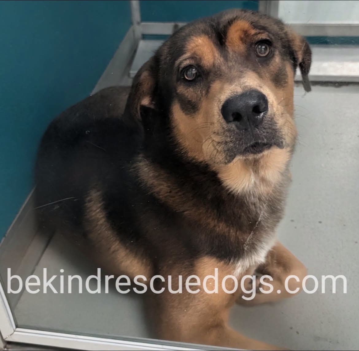 A477850, a German Shepherd, available for adoption