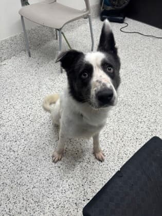 Bolton, a Terrier, available for adoption