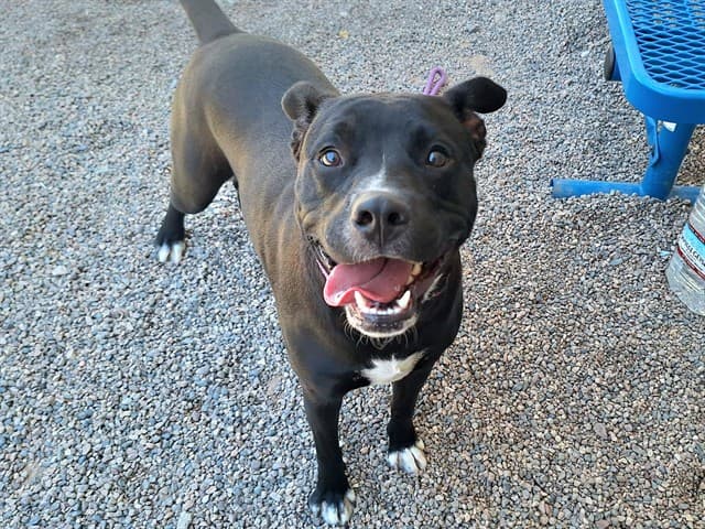 Bella, a Pit Bull Terrier, available for adoption