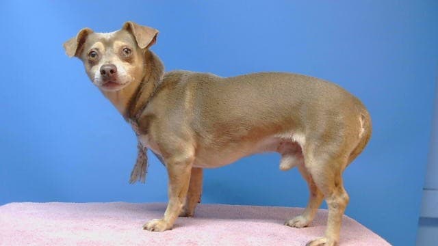 Grunon, a Dachshund, available for adoption