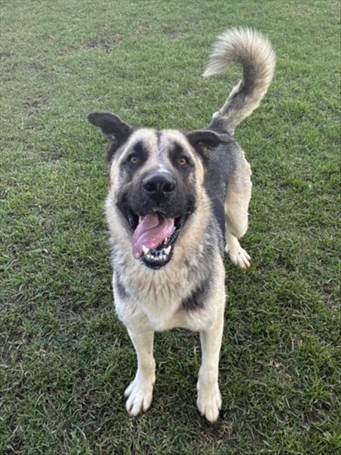 Jay, a German Shepherd, available for adoption