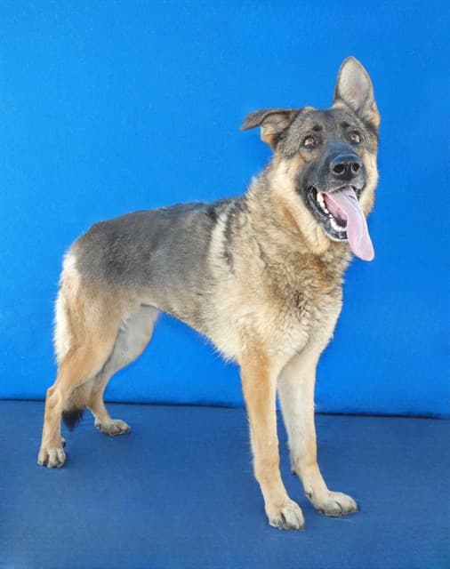 Sam, a German Shepherd, available for adoption