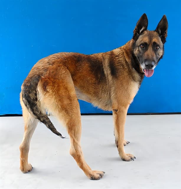 Yara, a German Shepherd, available for adoption