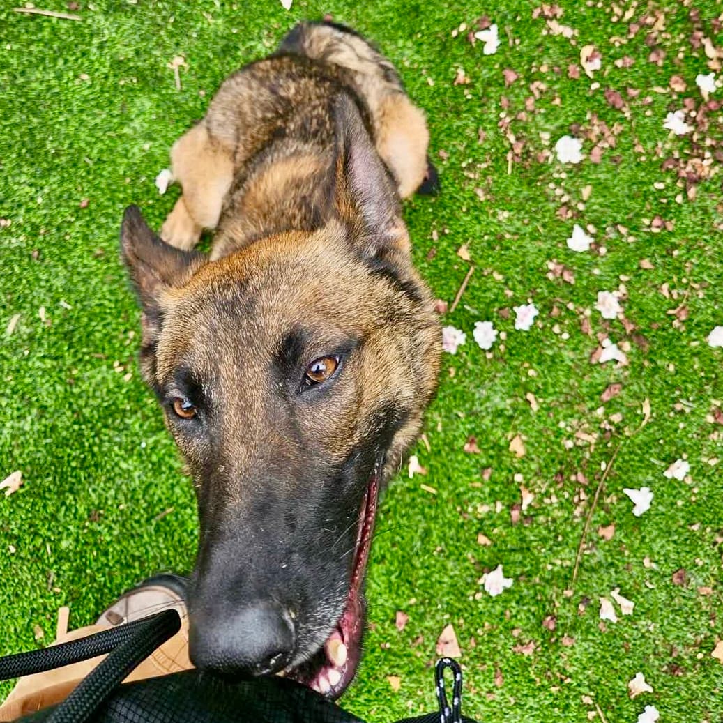 Hannah, a Belgian Shepherd Malinois, available for adoption