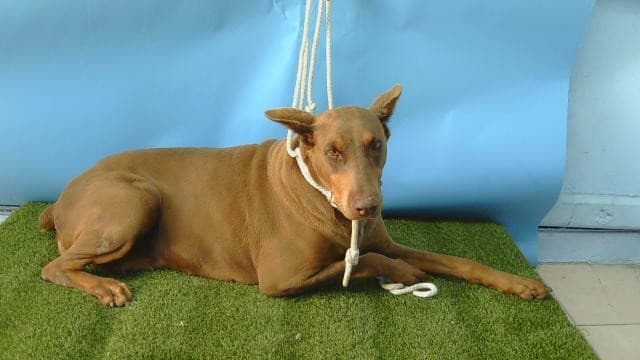 Clara, a Doberman Pinscher, available for adoption