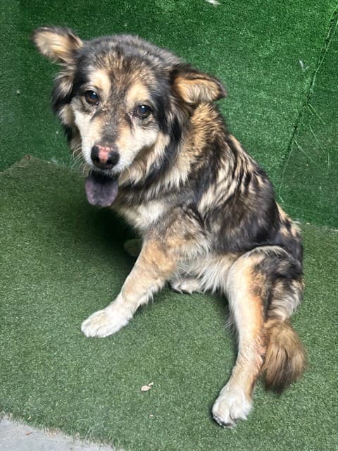 Tabitha, a Chow Chow, available for adoption