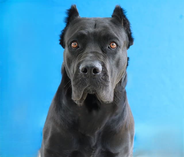 Mamba, a Cane Corso Mastiff, available for adoption