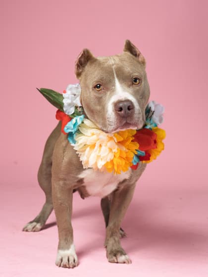 Lucille, a Pit Bull Terrier, available for adoption