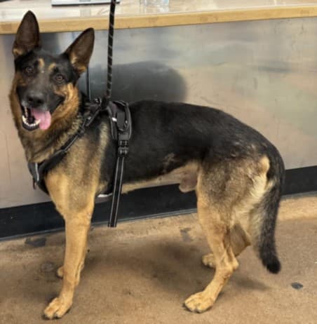 Chase, a German Shepherd, available for adoption