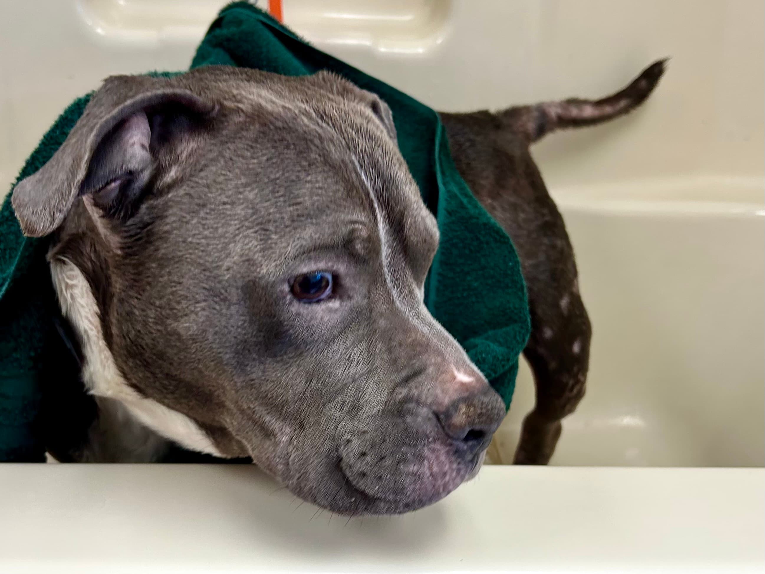 A5788335, a Pit Bull Terrier, available for adoption