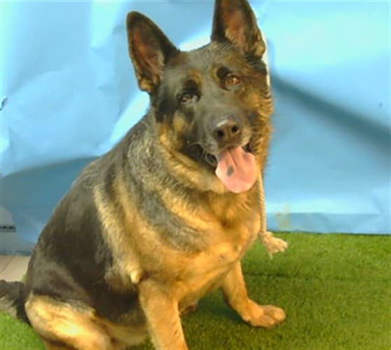 Cleo, a German Shepherd, available for adoption