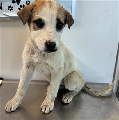 Roma, a German Shepherd, available for adoption