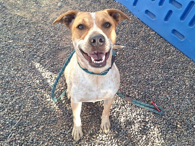 Sriracha, a Australian Terrier, available for adoption