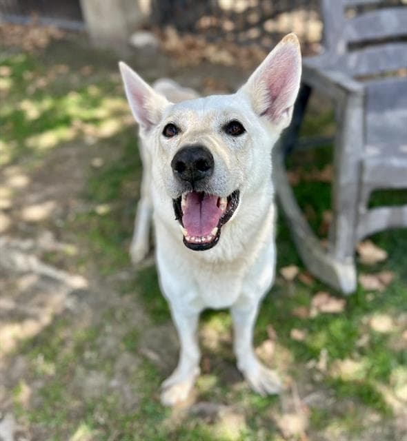 Icecube, a Shepherd (mix breed), available for adoption