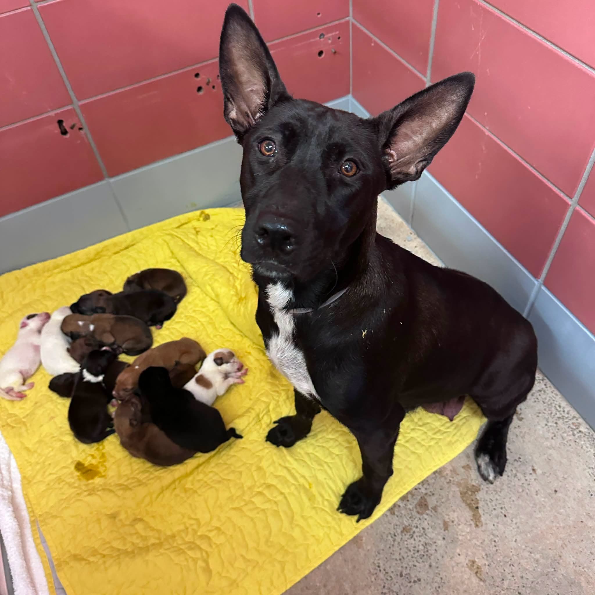 Serena And Her Puppies, a Pit Bull Terrier, available for adoption