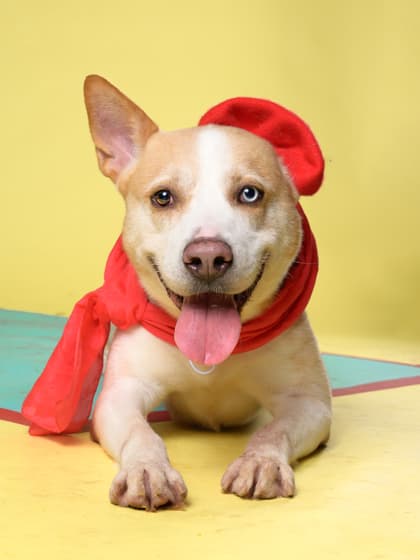 Sully4, a Terrier, available for adoption