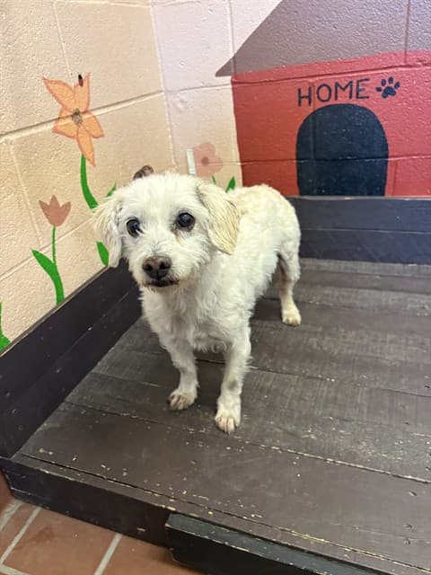 Peanut, a Terrier, available for adoption