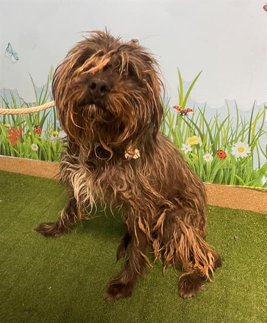 Rocky, a Terrier, available for adoption
